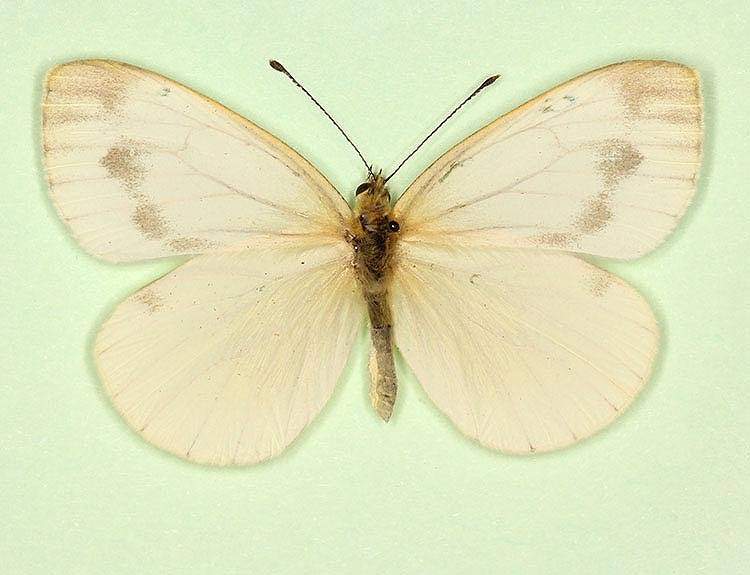 Pieris napi female (aberrant form fuscosignata 2) (Internet Image property of respective owner, non-commercial use only)